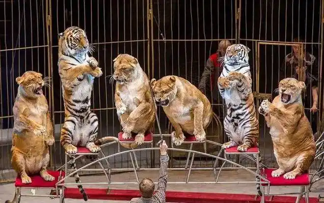 在疑似受虐动物们的表演当中,可以很清楚地看到.