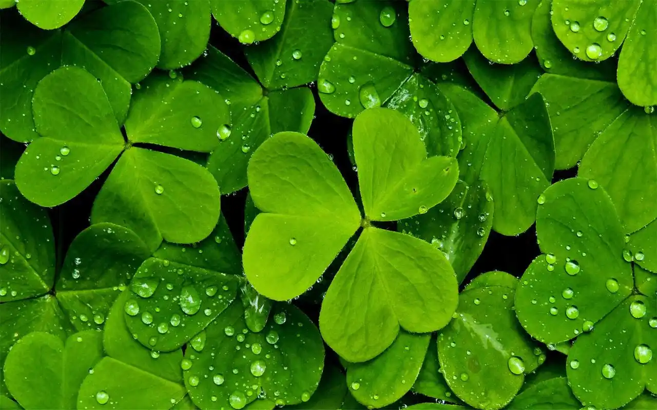 小清新唯美四叶草高清桌面壁纸-植物壁纸-手机壁纸下载-美桌网