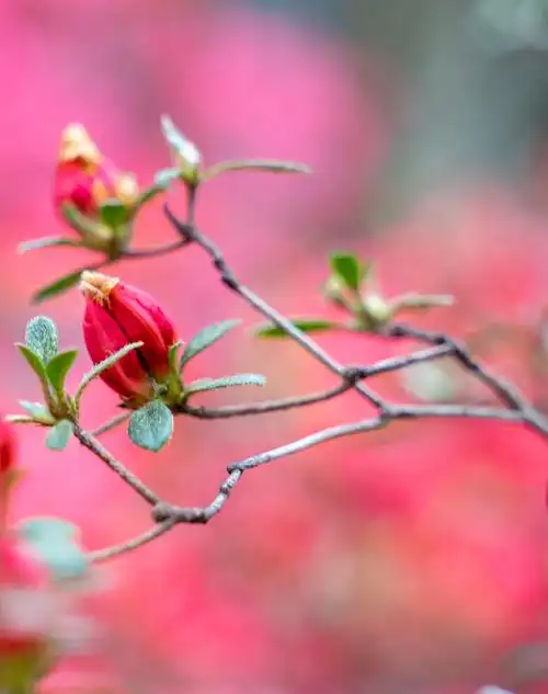 春天含苞待放的杜鹃花