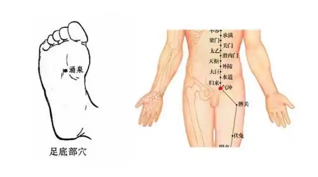 2,揉气冲穴(大腿根内侧),此穴下有一条动脉,先按揉气冲穴,后按揉动脉