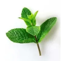 薄荷叶的图片小清新头像点击鼠标右键下载