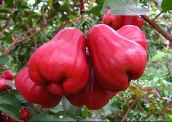 红色水果有哪些及图片及名称6种红色外衣的水果吃过的都是土豪