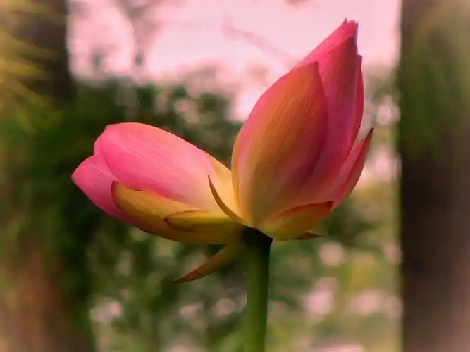 2018年并蒂莲荷花