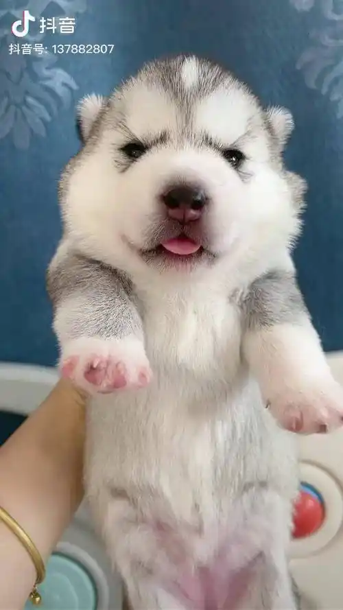 啊喔喔哈哈哈小奶狗哈士奇家有萌宠