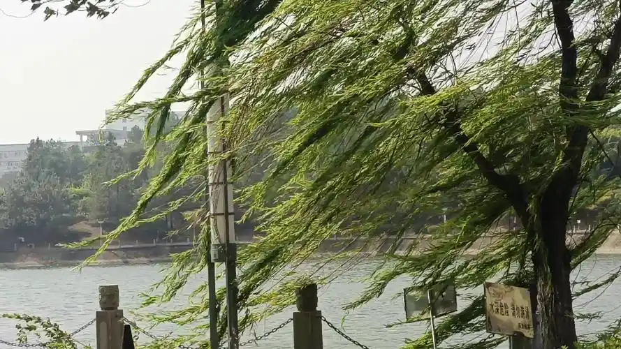 今天风真的好大哦[来古-注意][来古-注意][来古-注意]