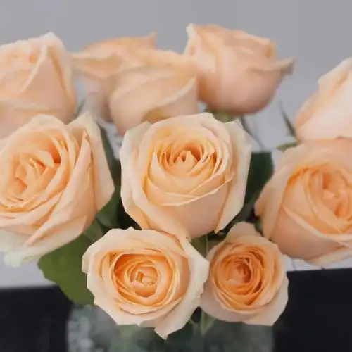 香槟玫瑰优雅与沉着