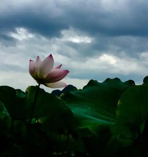 20l6年7月22日前往雁山陶家西头村观看荷花,50o多