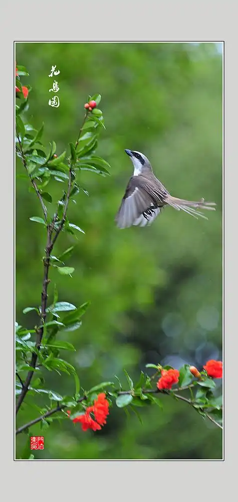花鸟图--红尾伯劳与石榴花.-风景照-19摄区-杭州19楼