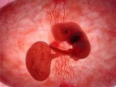 孕多久有胎心胎芽50天没胎心还有希望吗