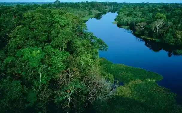 最神秘,最多样的热带雨林,它占据了南美洲亚马逊河流域的大部分地区