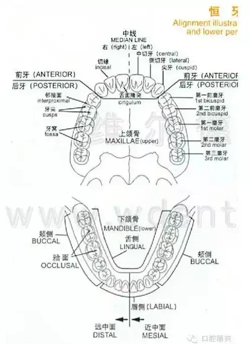 牙齿的形态图与口腔颌面解剖图