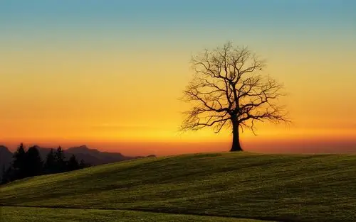 一棵树背景图片高清壁纸