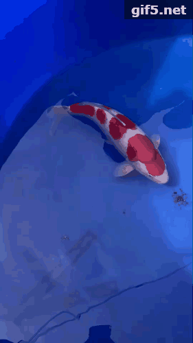 281_500竖版 竖屏gif 动态图 动图