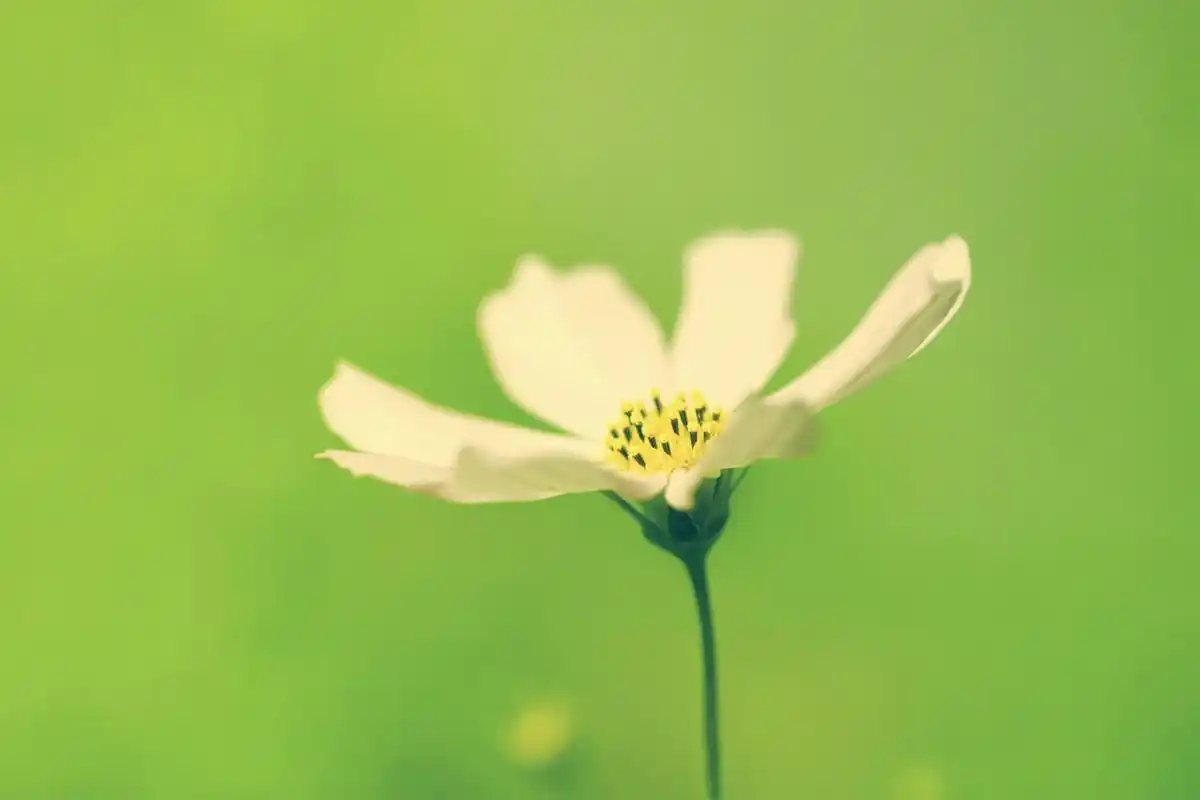 女王型性格的星座女,让人甘愿俯首称臣,甘愿被征服