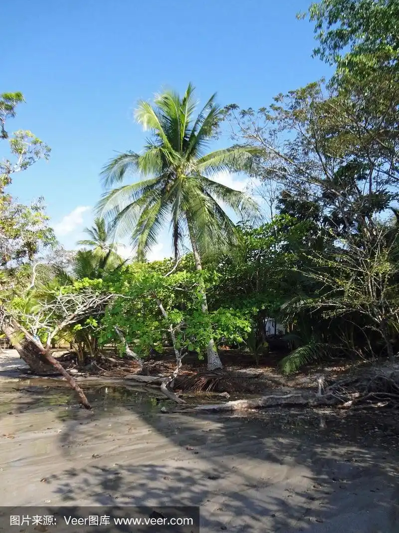 哥斯达黎加雨林