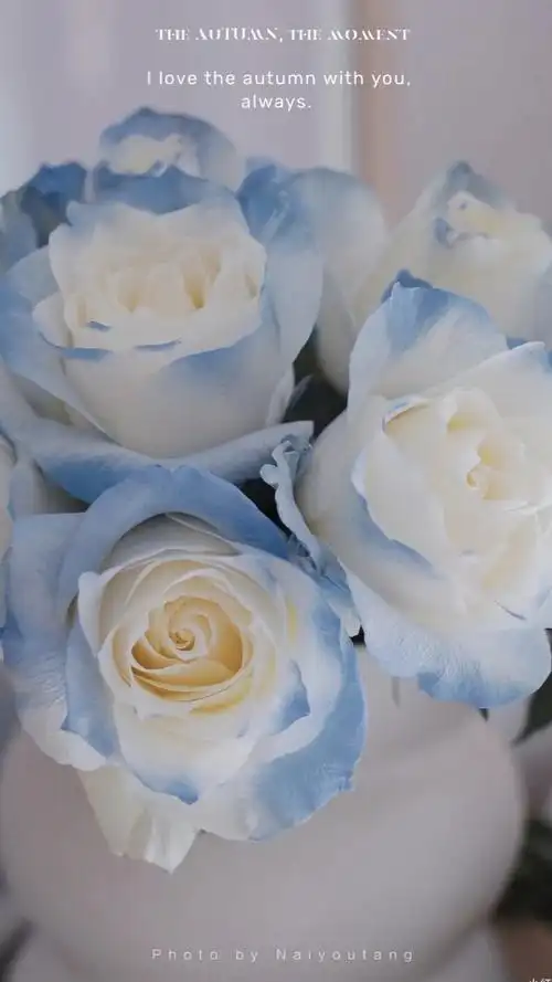 高级感冷淡风壁纸|ins小众 - 堆糖,美图壁纸兴趣社区