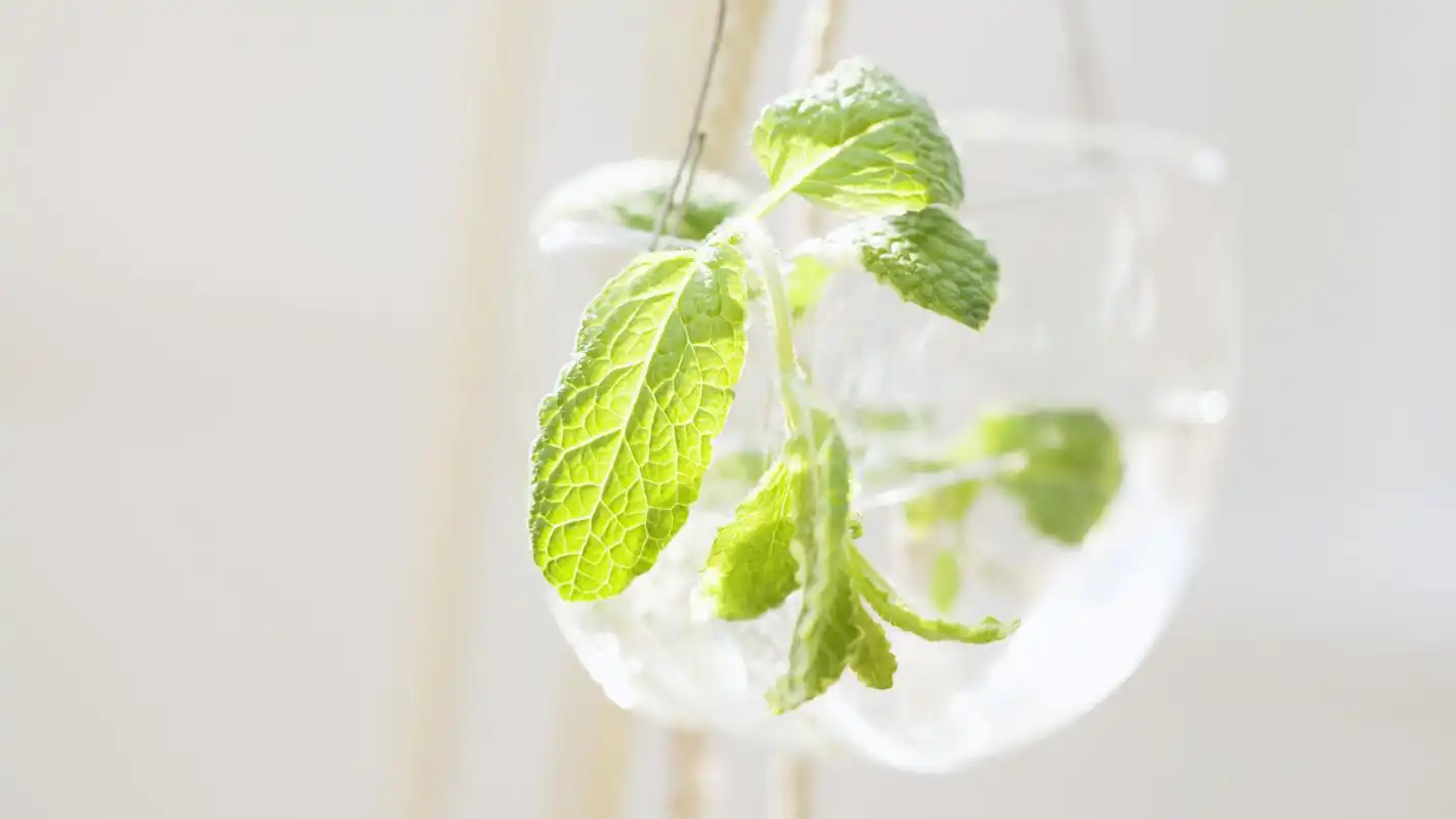 小清新宽屏室内盆栽护眼绿色高清桌面壁纸_植物壁纸_壁纸下载_美桌网