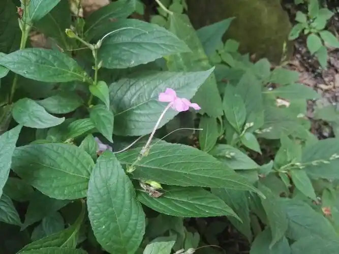 lindau】,爵床科白接骨属,多年生草本.