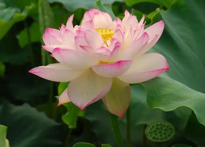 超高清荷花图片,粉色莲品种荷花图片大全,可做护眼桌面壁纸