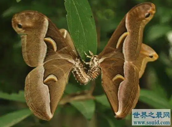 世界上最恐怖的蝴蝶吃人不眨眼