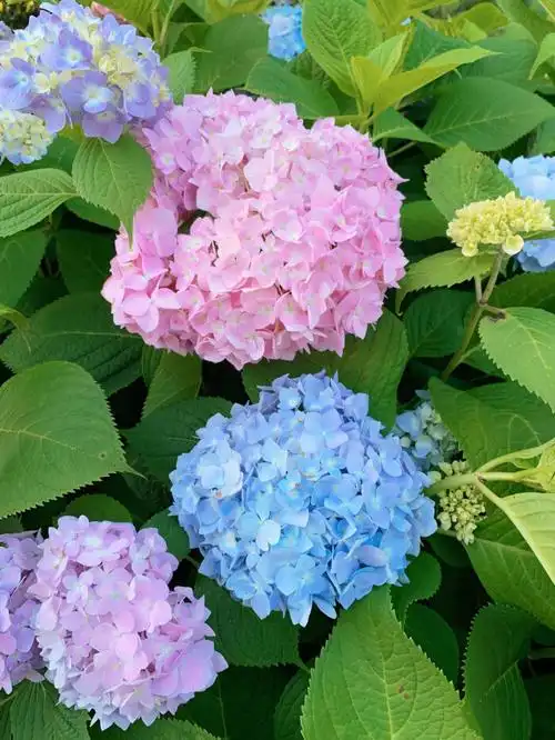 绣球- 堆糖,美图壁纸兴趣社区