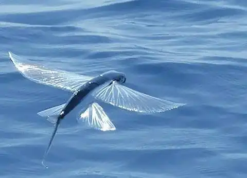 男子旅游抓到长翅膀会飞的鱼,晒朋友圈被骂不道德