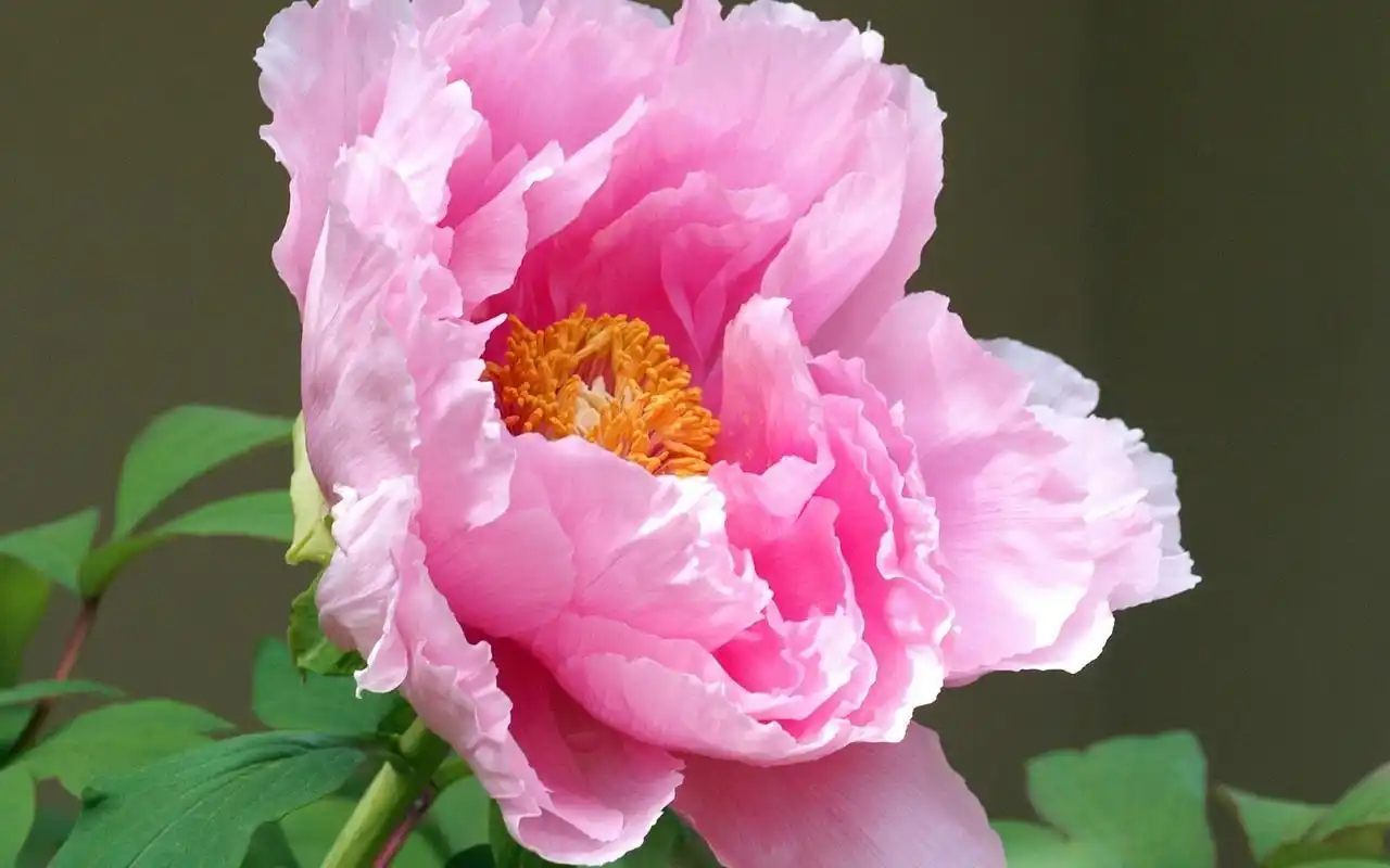 好看的牡丹花图片大全(好看的牡丹花图片大全彩铅画)