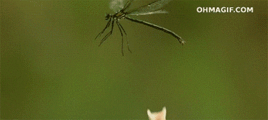 398_179gif 动态图 动图