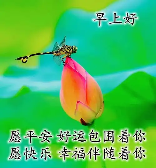 原创朋友圈最漂亮早安问候语温馨图片全新早上好图片感悟语录