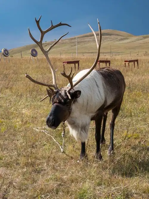 牧民村落里的驯鹿(又叫角鹿)