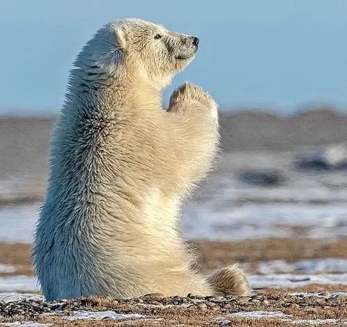 北极熊宝宝双手合十祈祷"下雪" 憨厚可爱萌翻众人