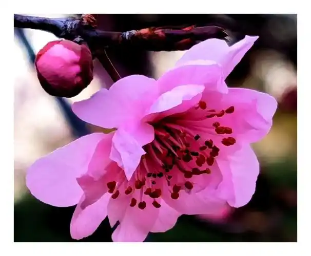 梅中梅(美人梅)