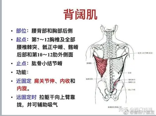 杠铃划船练背阔肌还是斜方肌?