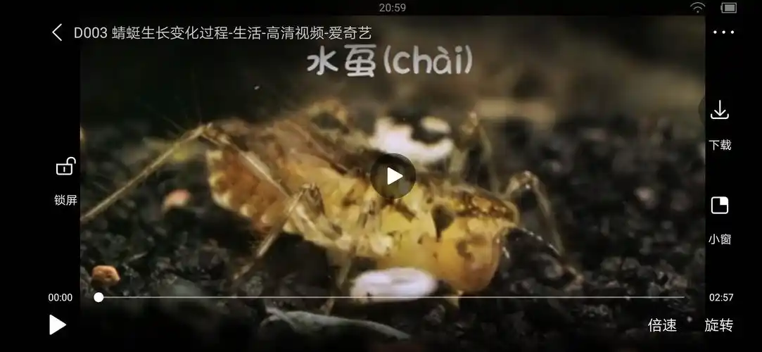 蜻蜓的卵在水下长成幼虫叫做"水虿"chai,它在水中吃虫子和小鱼.