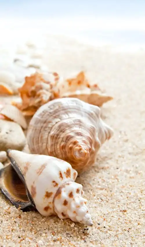 在海滩上的贝壳照片-正版商用图片05098b-摄图新视界