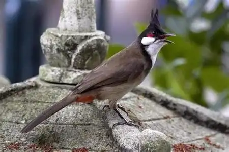 黑色鸟头顶一撮黑毛