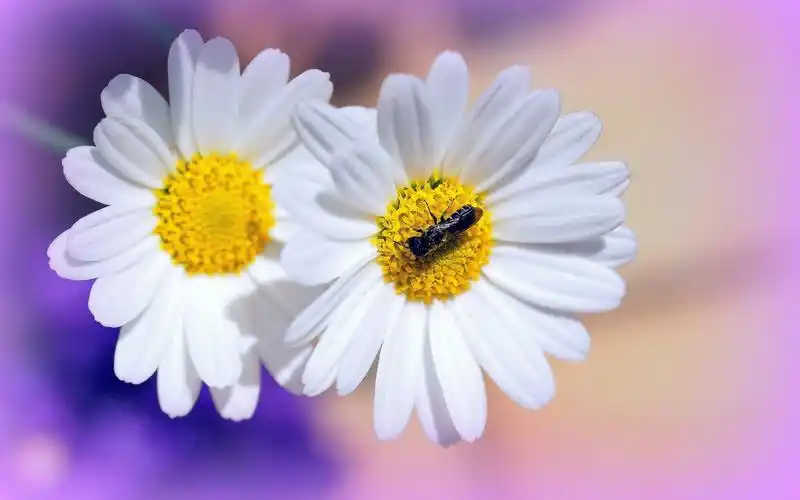 雏菊壁纸,高清图片,壁纸,自然风景-桌面城市