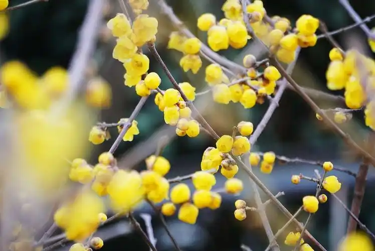 寒冬腊月 蜡梅飘香