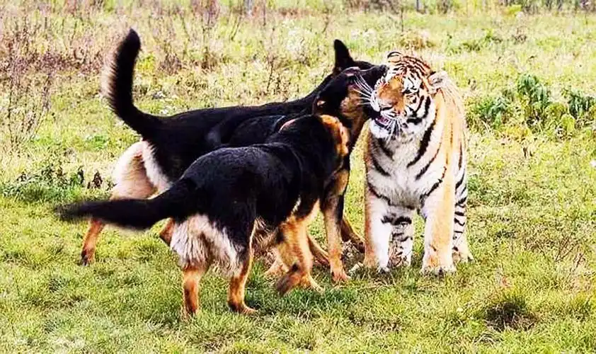 狗比虎大4岁婚姻合适吗属狗的女生和属虎的男生配吗女朋友比我大4岁