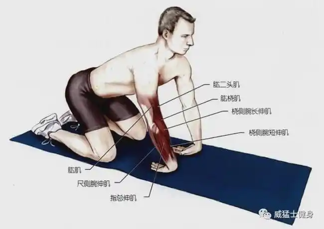 将二头肌向下旋转后,可以通过向过度牵伸的手臂方向内旋背来增强牵伸.