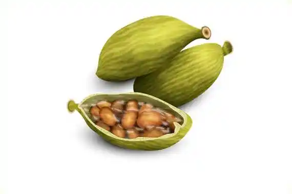 稳定,即使储藏很好,也常易丧失其特有之香味,一般可作成芳香酊或醑剂