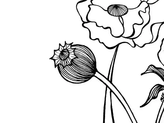 线条画怎么画简单又好看(简单的线条好看的画)