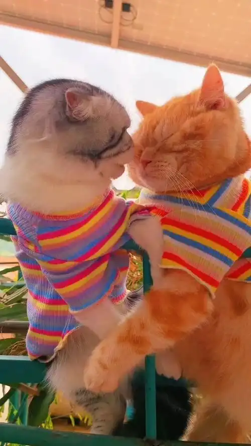 你们羡慕这两只猫的爱情吗?#萌宠