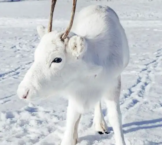 白色驯鹿被摄影师拍下仙照让网友大赞
