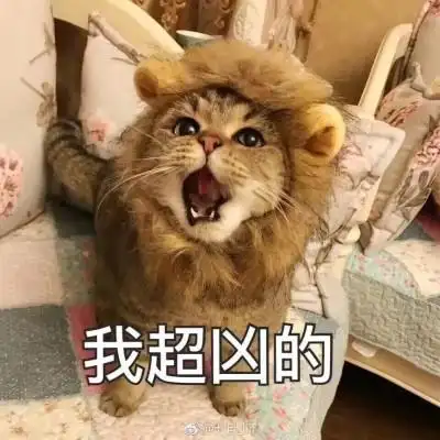 超凶的小狮子,太可爱了吧!