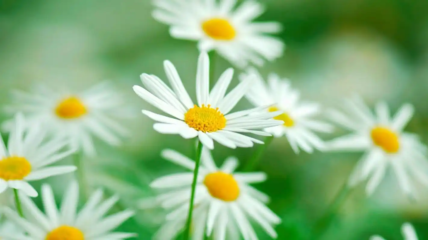 苹果mac高清绿色植物护眼电脑桌面壁纸(二)高清大图预览1920x1080_植