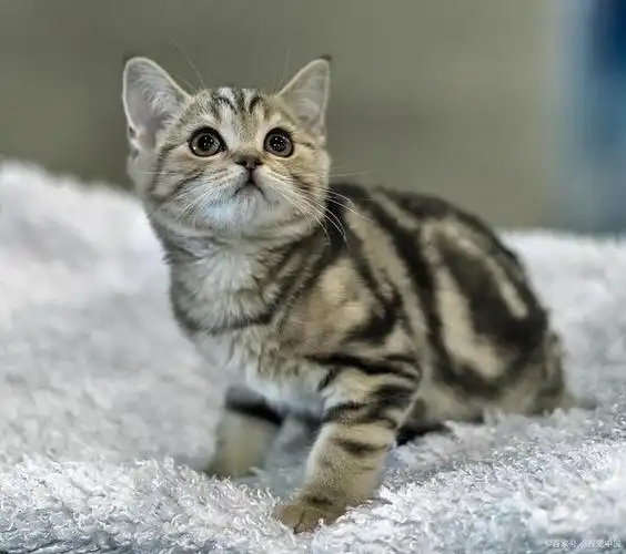 美短银渐层和英短银渐层区别