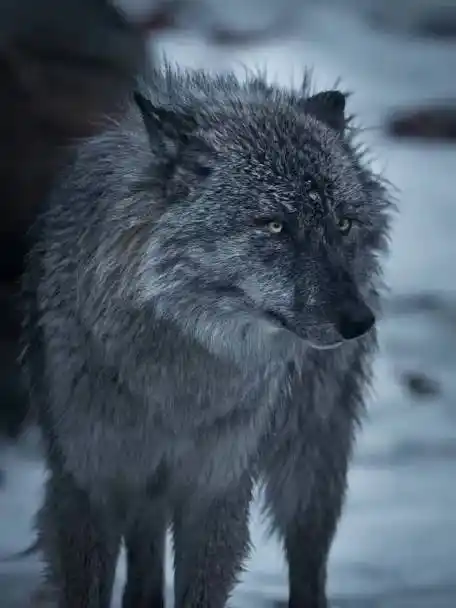 犬科动物##野生动物##狼#    ——摄影师:drew simms狼王_wolf的尾