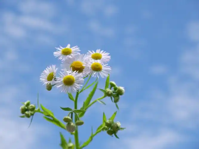 晴空万里,万物明朗. - 雪的小花花