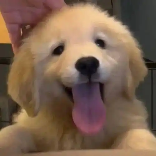 小金毛狗狗头像!_男女_来自_网络